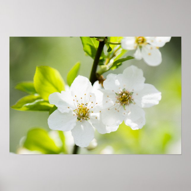 Póster Fusão em Springtime (Frente)