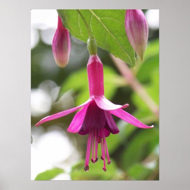 Póster Fuschia (Frente)