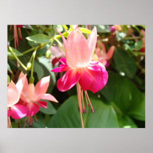 Póster Fuschia cor-de-rosa brilhante