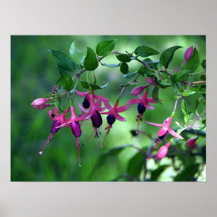 Póster Fushia na flor