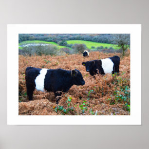 Póster gado Belted Galloway