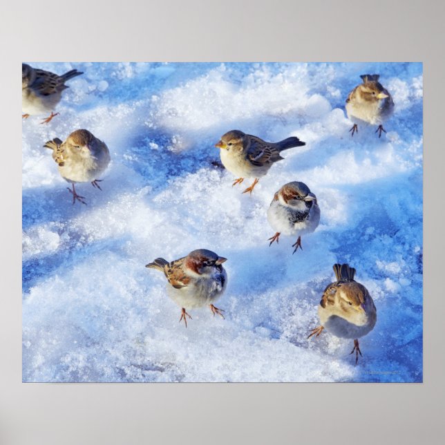 Póster Gado da Casa Sparrows 'Passer domesticus' ligado (Frente)