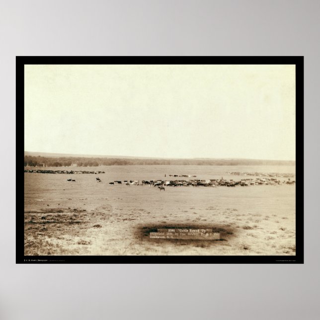 Póster Gado de Cowboy Arredondado SD 1891 (Frente)