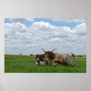 Poster Gado de Longhorn em Kansas