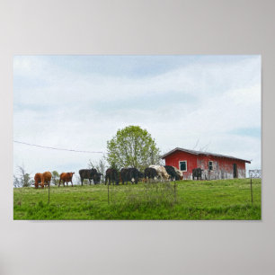 Poster Gado de Texas e celeiro vermelho velho