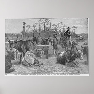 Poster Gado em uma cerca do milho de Kansas