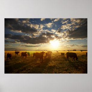 Poster Gado no campo, por do sol