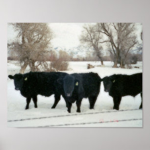 Póster Gado preto na neve