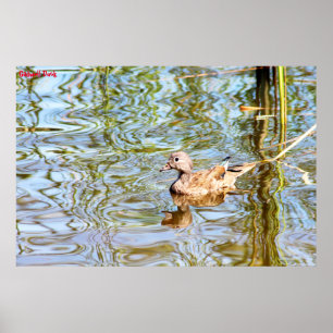 Poster Gadwell Duck