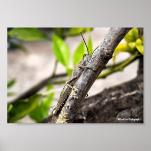 Poster Gafanhoto Egípcio em Galho