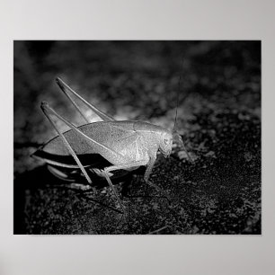 Póster Gafanhoto Katydid No Inseto Preto E Branco