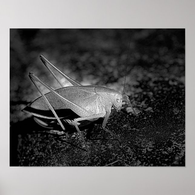 Póster Gafanhoto Katydid No Inseto Preto E Branco (Frente)