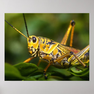 Póster Gafanhoto, Parque Nacional Everglades, Flórida,
