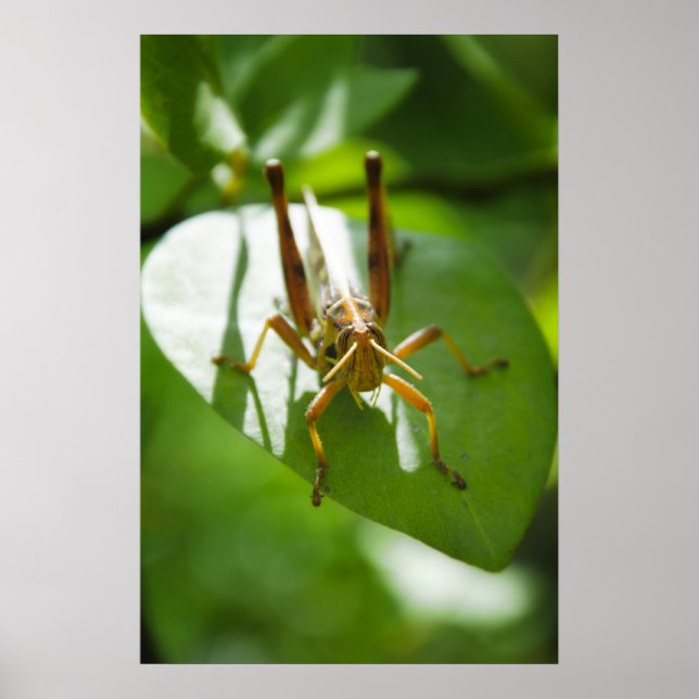 Póster Gafanhotos no sol (Frente)