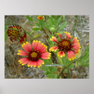 Poster Gaillardia Wildflower na margem