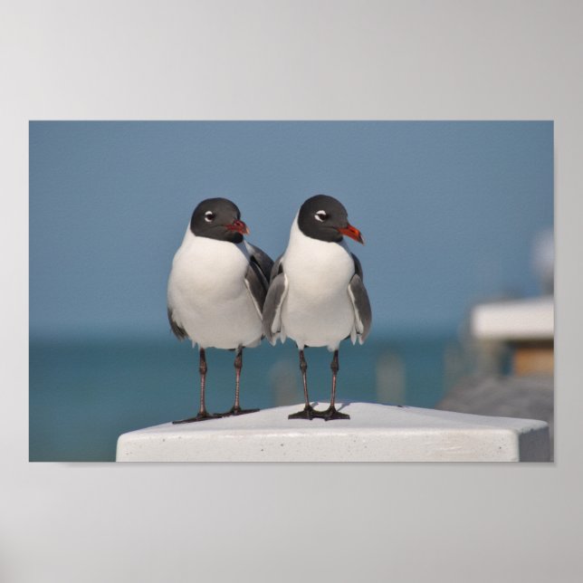 Poster Gaiolas de Cabeça Negra (Frente)