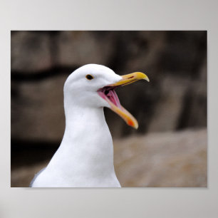 Poster Gaivota