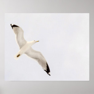 Póster Gaivota
