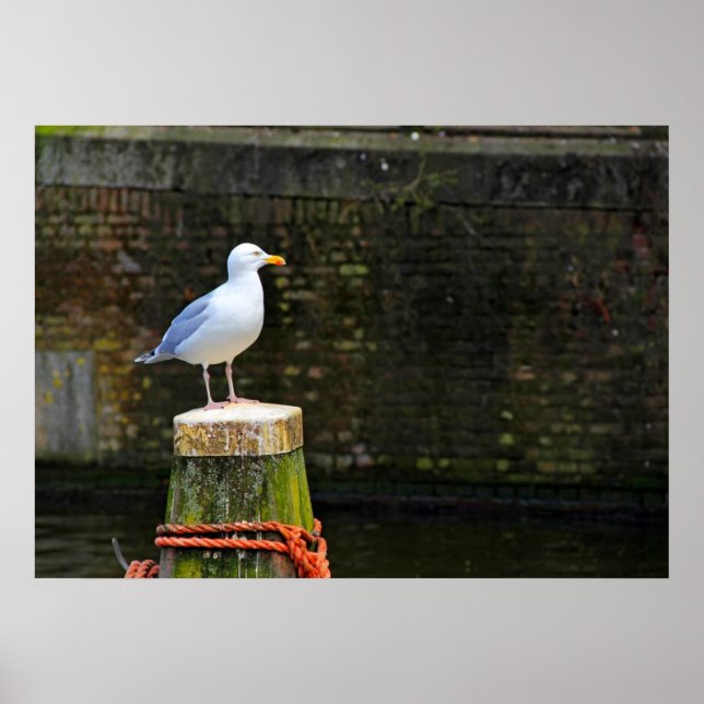 Poster Gaivota (Frente)