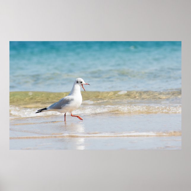 Poster Gaivota (Frente)