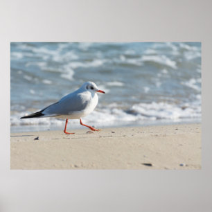Poster Gaivota