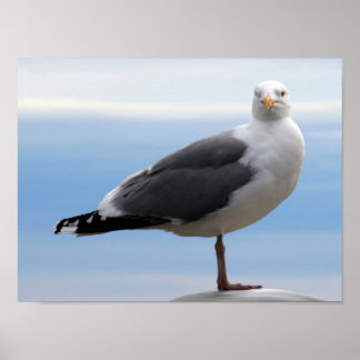 Póster Gaivota