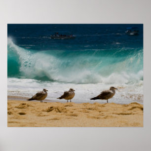 Poster Gaivota 2 de Cabo