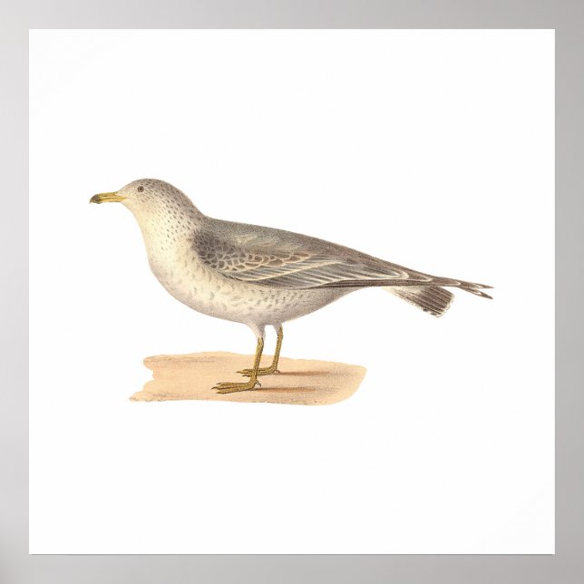 Poster Gaivota Americana Comum (Larus zonorhyncus) (Frente)
