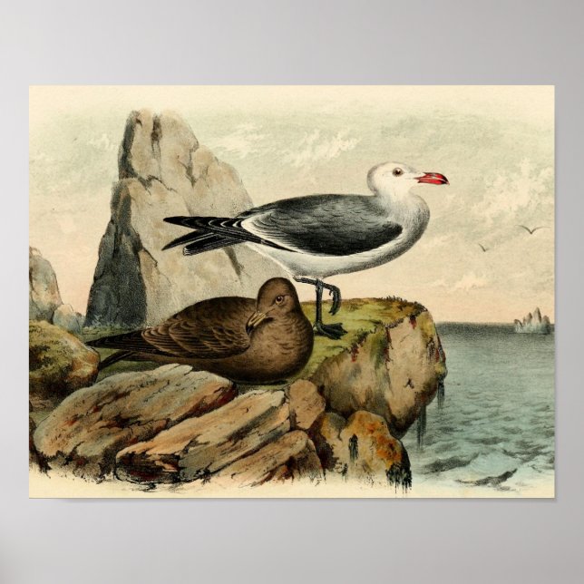 Poster Gaivota branca (Frente)