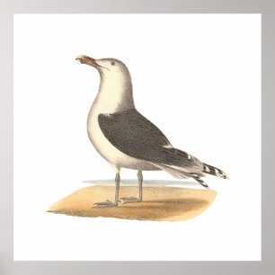 Poster Gaivota de Excelente preto (Larus marinus)