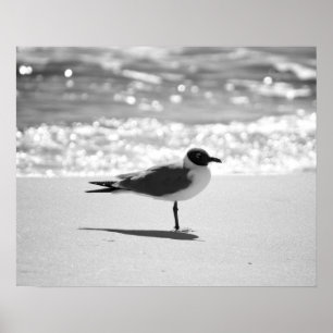 Poster Gaivota do Bonaparte preto e branco na praia 16x20