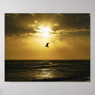 Poster Gaivota Em Fotografia De Pássaros Solares