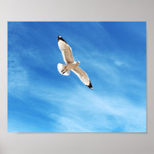 Poster Gaivota em voo