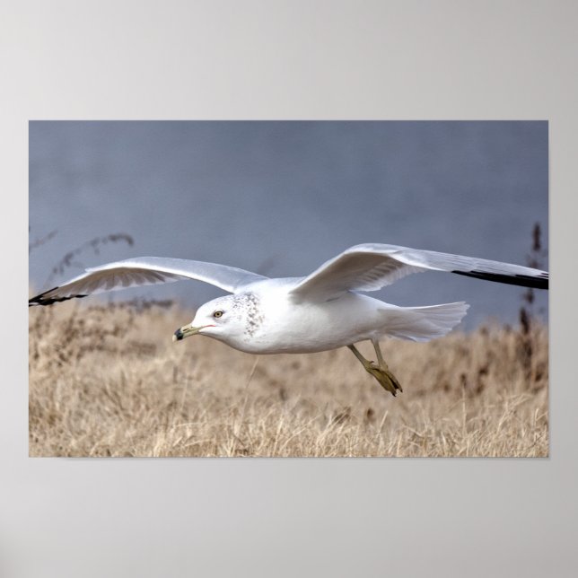 Poster Gaivota em Voo (Frente)