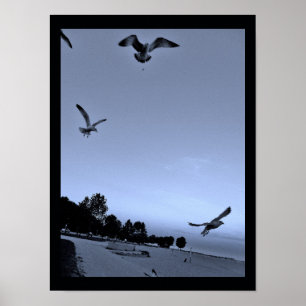 Póster Gaivota, interrompidas