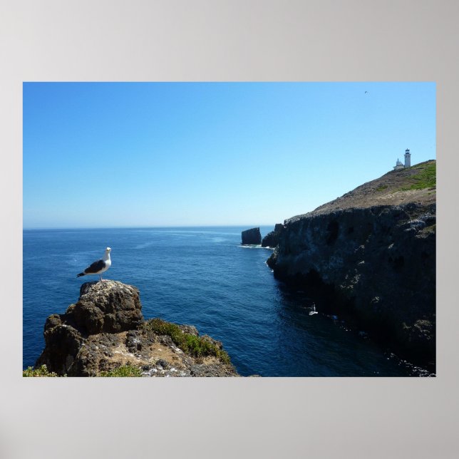 Póster Gaivota na Ilha Anacapa nas Ilhas do Canal (Frente)