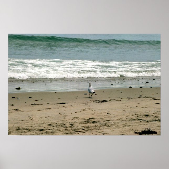 Poster Gaivota na praia (Frente)