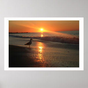 Póster Gaivota no nascer do sol
