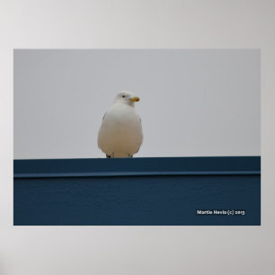 Poster Gaivota num Teto Azul II