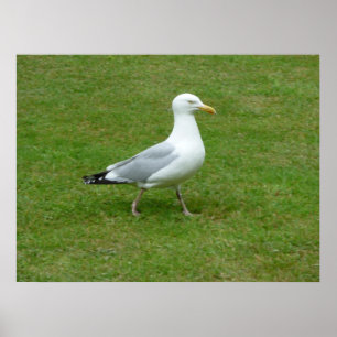 Póster Gaivota que anda no parque