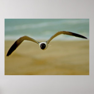 Poster Gaivota que vem em mim