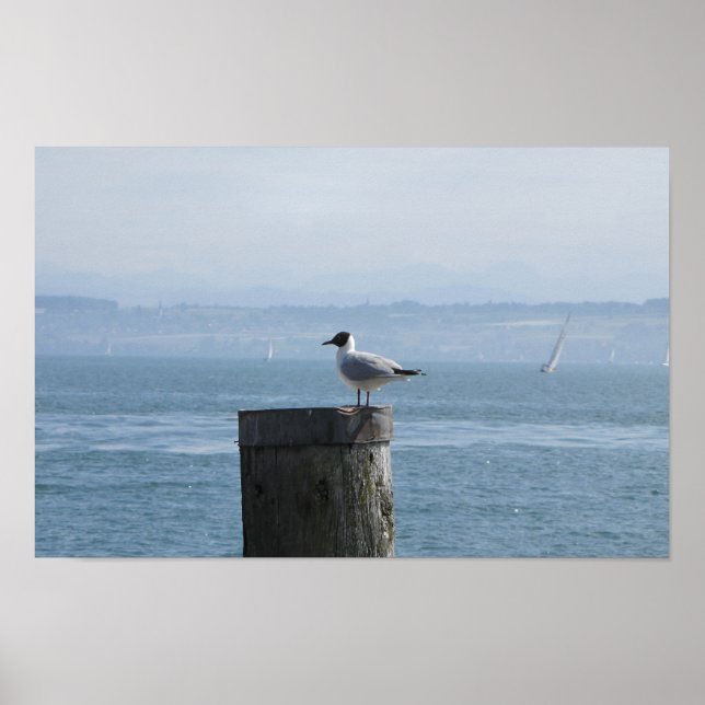 Poster Gaivota solitária num Posto (Frente)