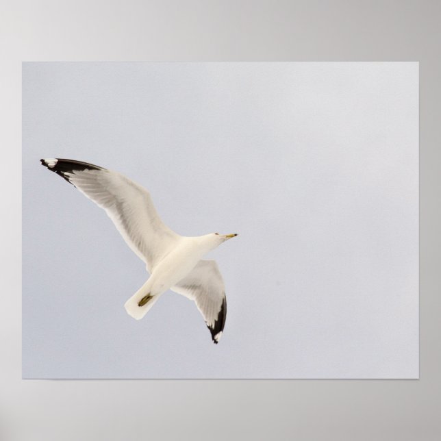 Poster Gaivota Voando Alto (Frente)