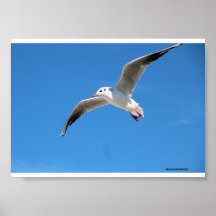 Gaivota voando no céu azul - fotografia na