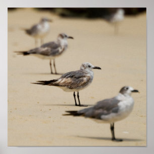 Poster Gaivotas