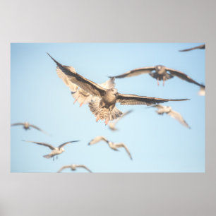 Poster Gaivotas