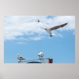 Poster Gaivotas Aves Sentadas Voando Céu Azul