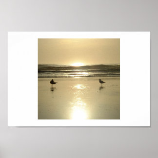 Póster Gaivotas em Daytona