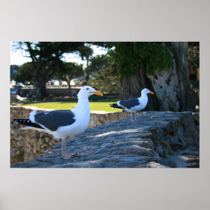 Póster Gaivotas, Monterey