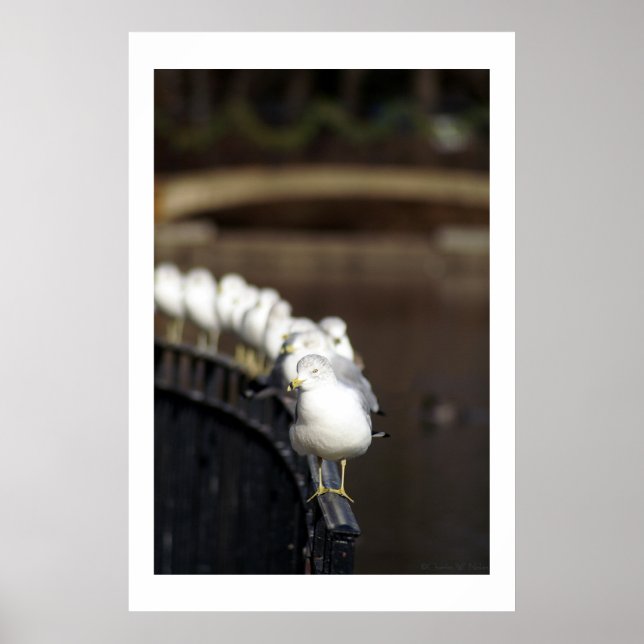 Póster Gaivotas na linha (Frente)